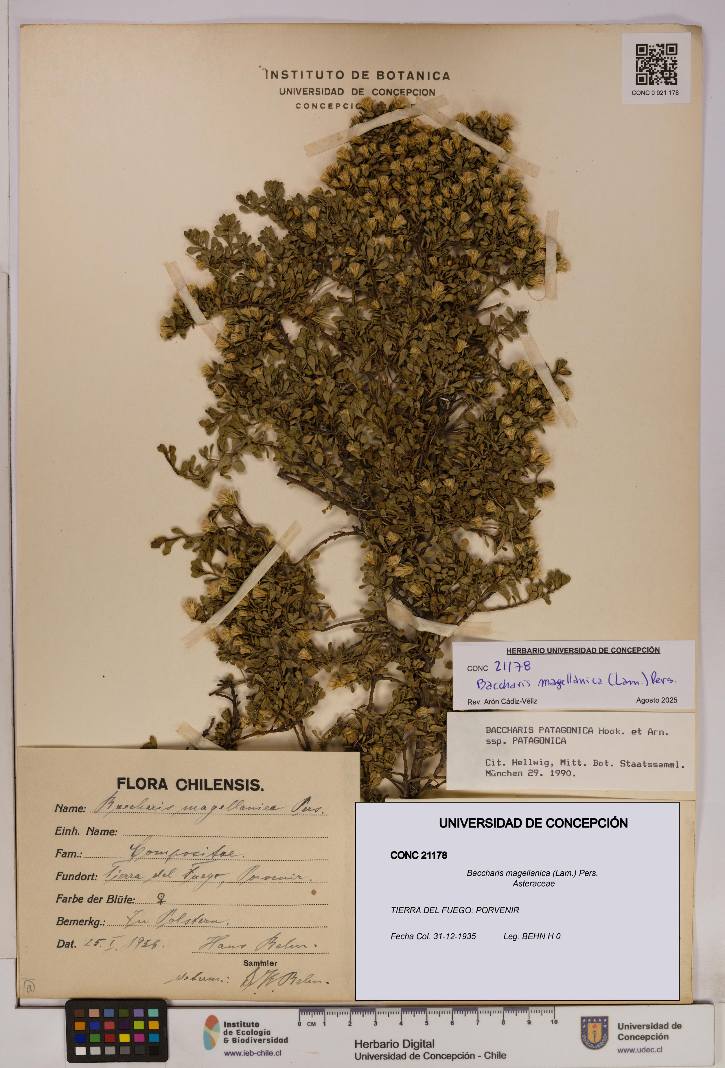 Baccharis magellanica [Espécimen: UDEC:CONC:0021178]