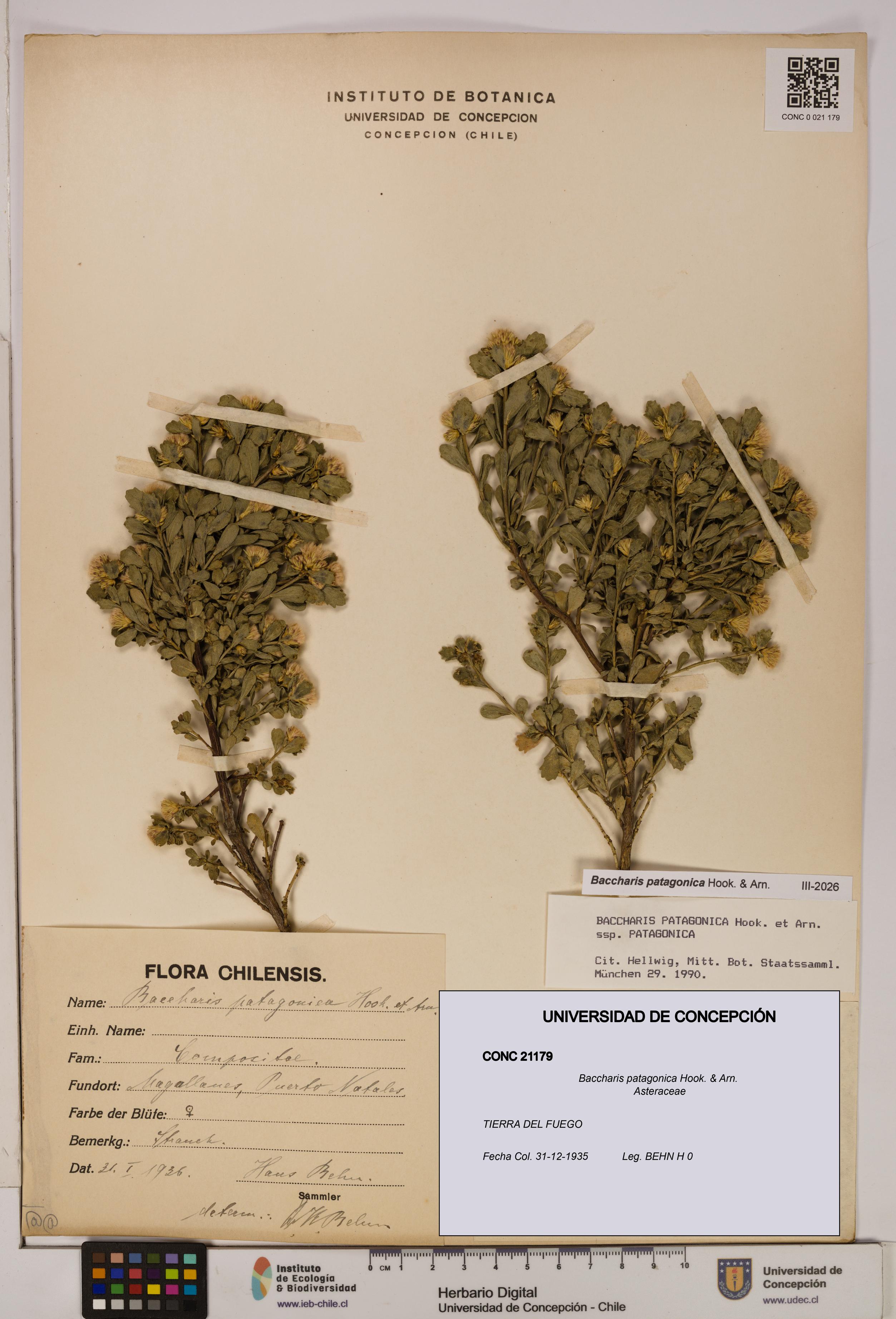 Baccharis patagonica [Espécimen: UDEC:CONC:0021179]