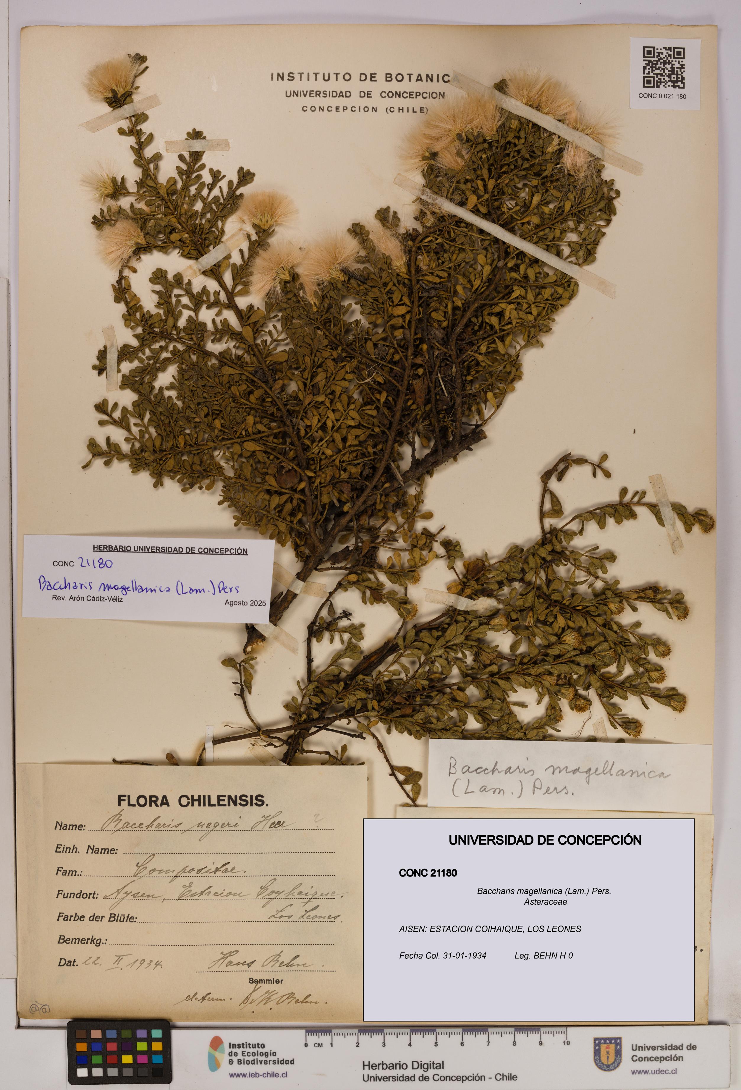 Baccharis magellanica [Espécimen: UDEC:CONC:0021180]