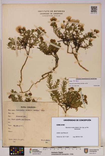 Baccharis nivalis [Espécimen: UDEC:CONC:0021181]
