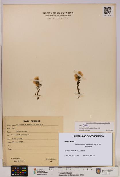 Baccharis nivalis [Espécimen: UDEC:CONC:0021182]