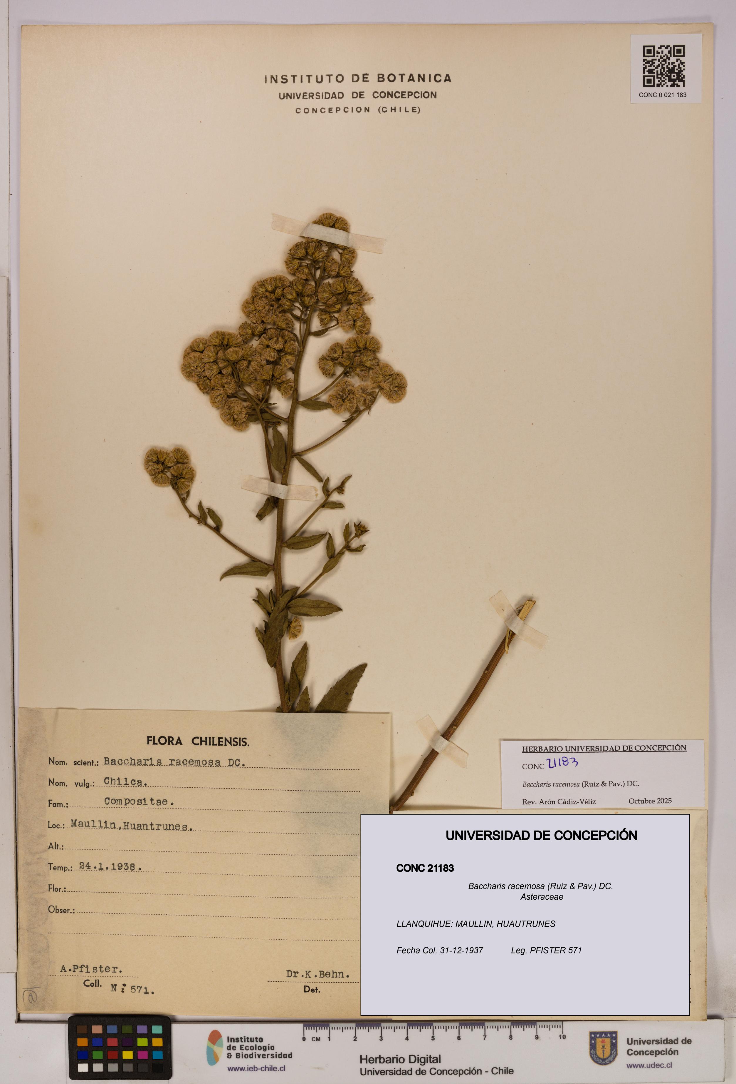 Baccharis racemosa [Espécimen: UDEC:CONC:0021183]
