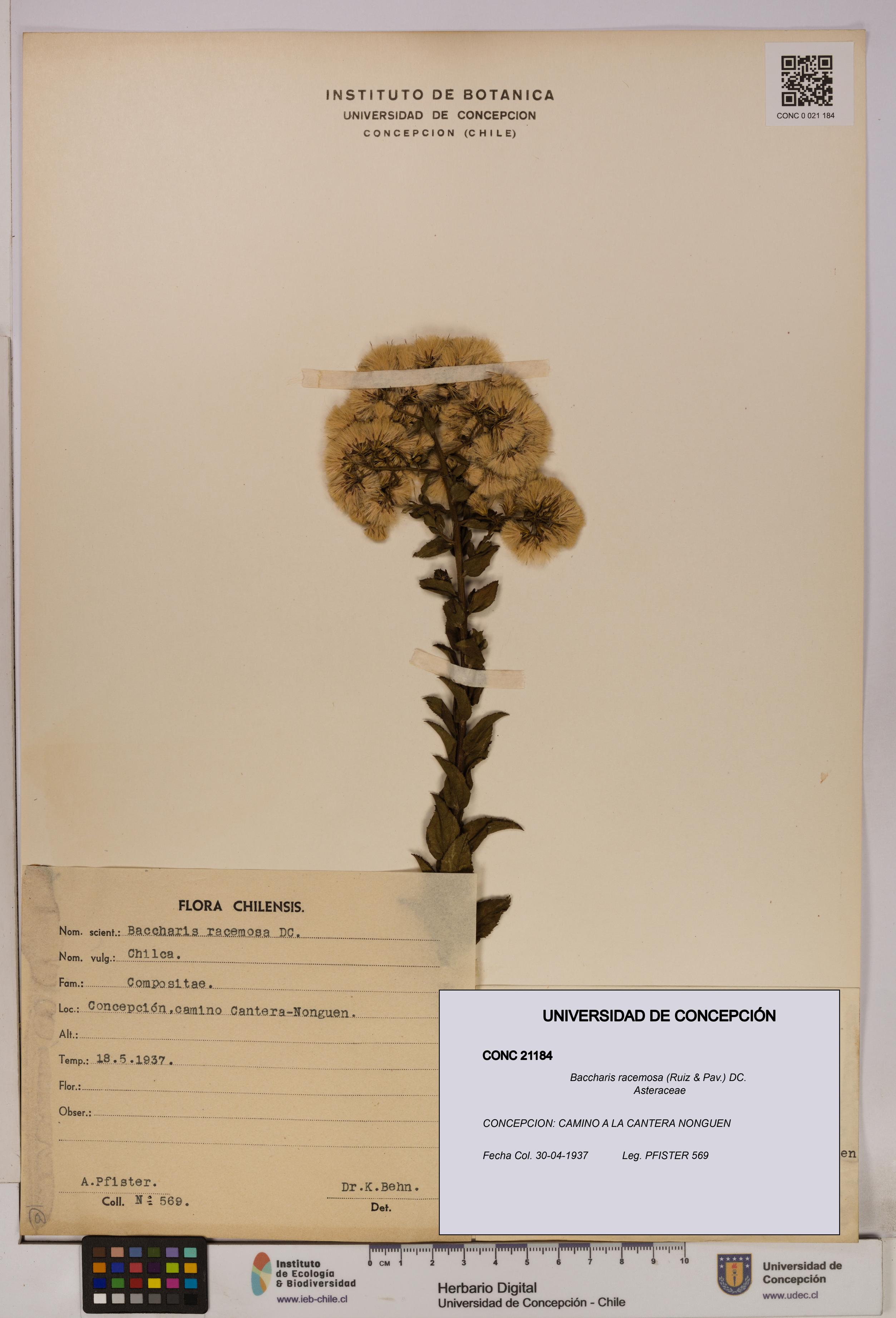 Baccharis racemosa [Espécimen: UDEC:CONC:0021184]