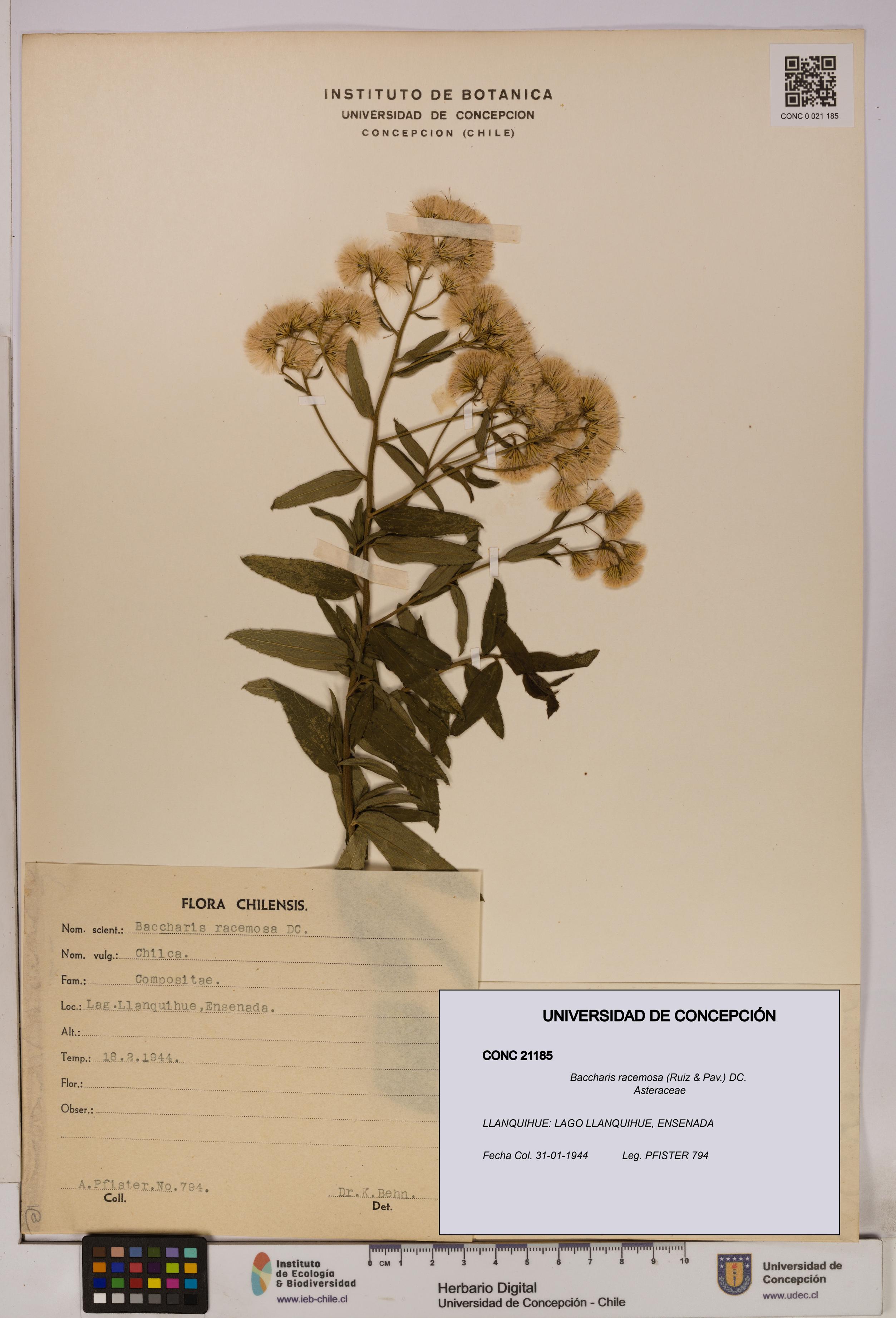 Baccharis racemosa [Espécimen: UDEC:CONC:0021185]