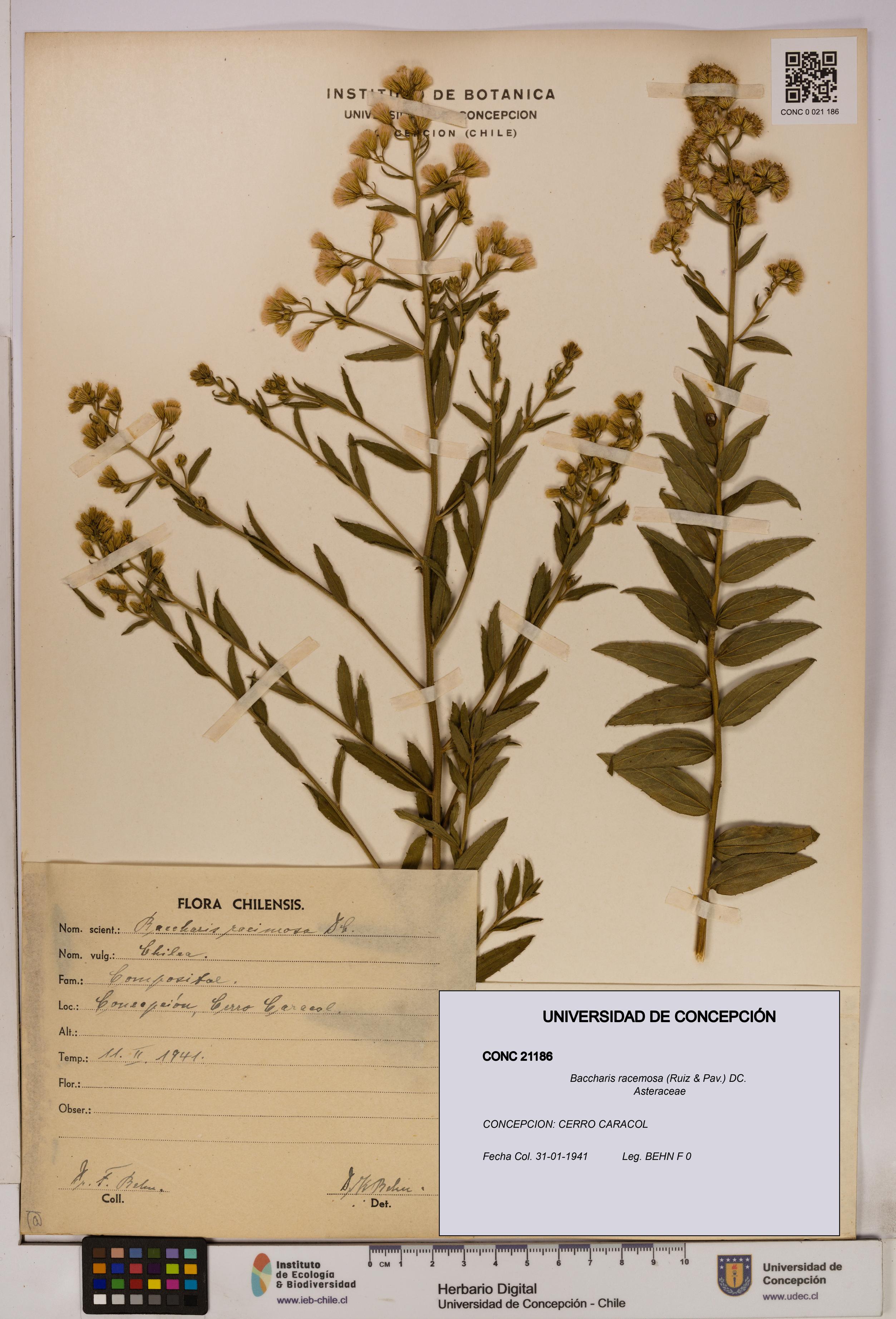 Baccharis racemosa [Espécimen: UDEC:CONC:0021186]