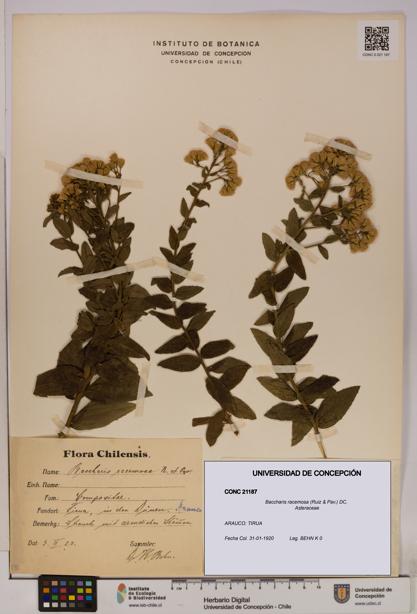 Baccharis racemosa [Espécimen: UDEC:CONC:0021187]