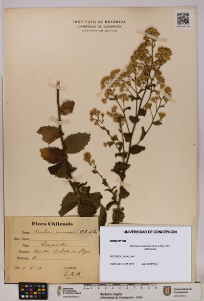 Baccharis racemosa [Espécimen: UDEC:CONC:0021188]