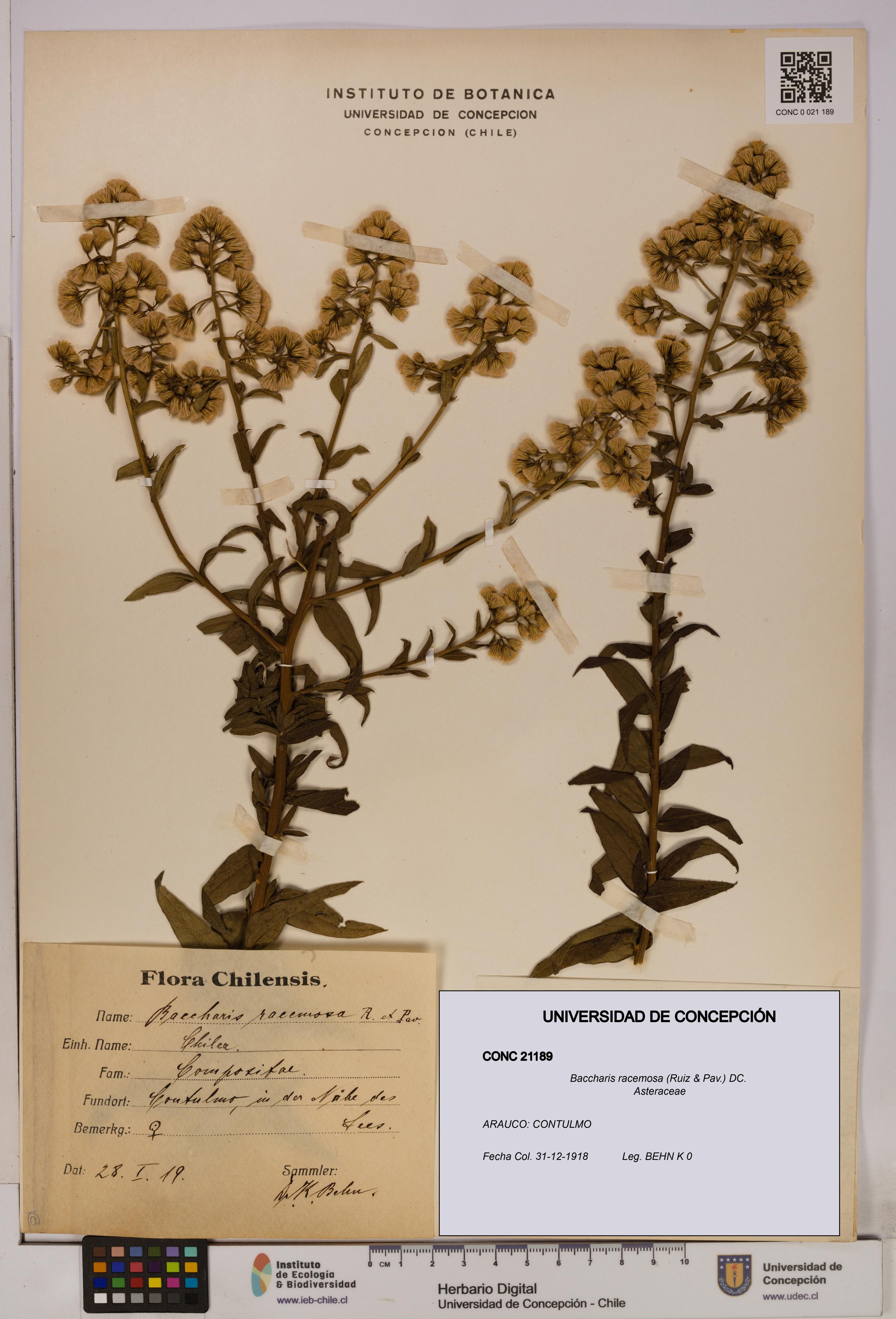 Baccharis racemosa [Espécimen: UDEC:CONC:0021189]