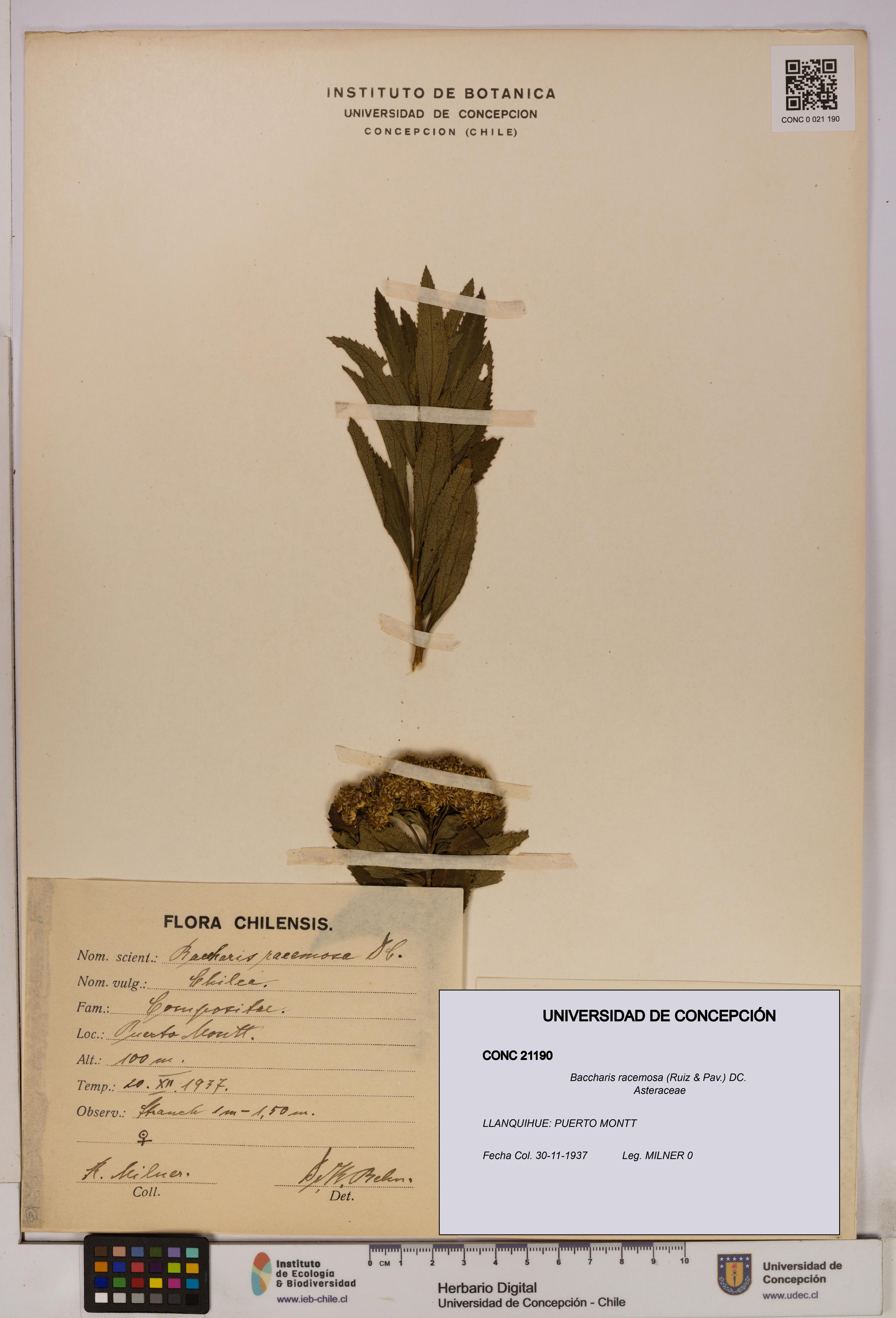 Baccharis racemosa [Espécimen: UDEC:CONC:0021190]