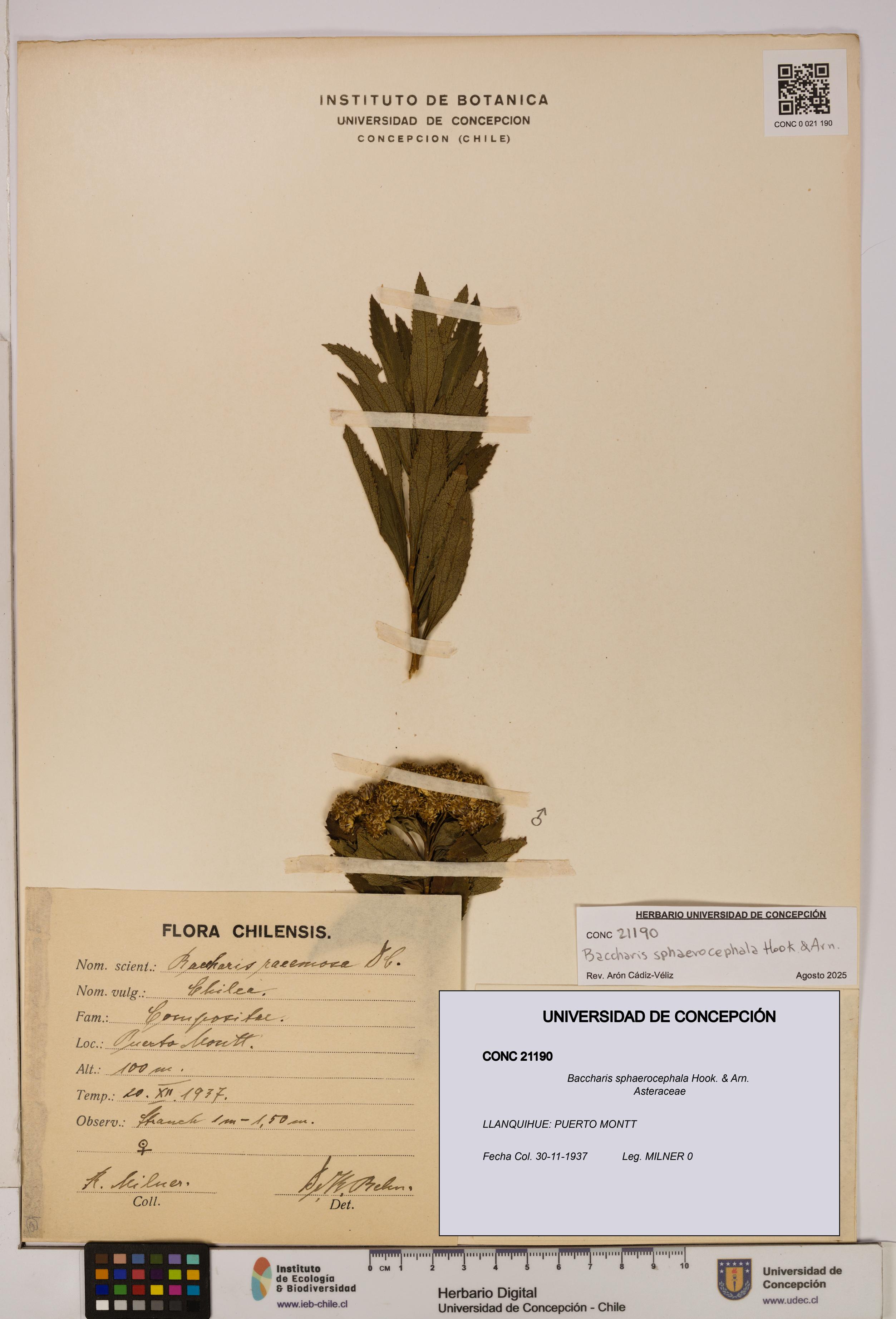Baccharis sphaerocephala [Espécimen: UDEC:CONC:0021190]