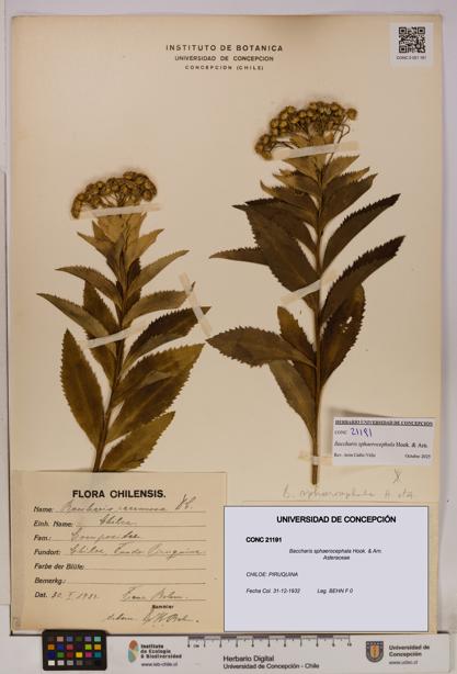 Baccharis sphaerocephala [Espécimen: UDEC:CONC:0021191]
