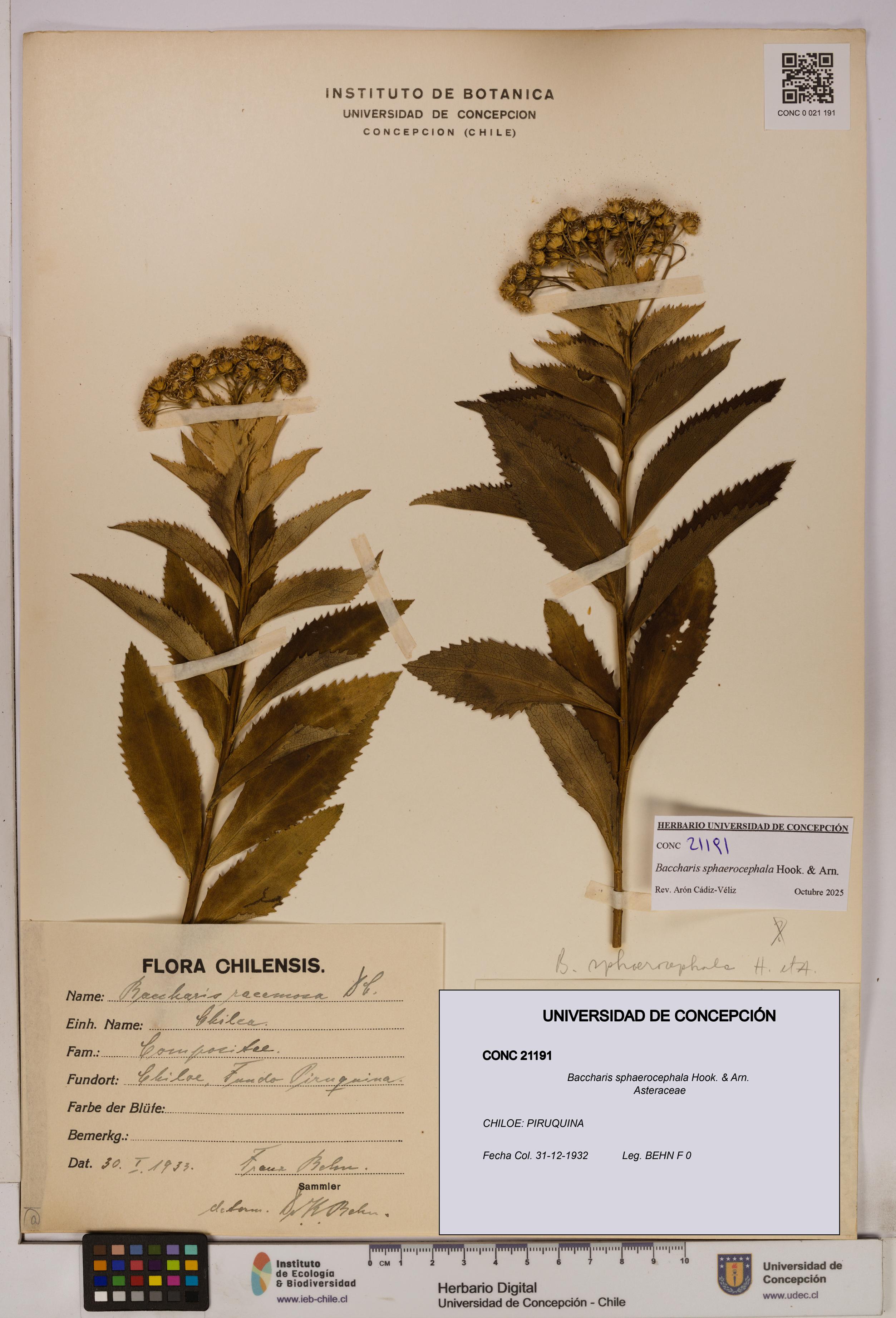 Baccharis sphaerocephala [Espécimen: UDEC:CONC:0021191]