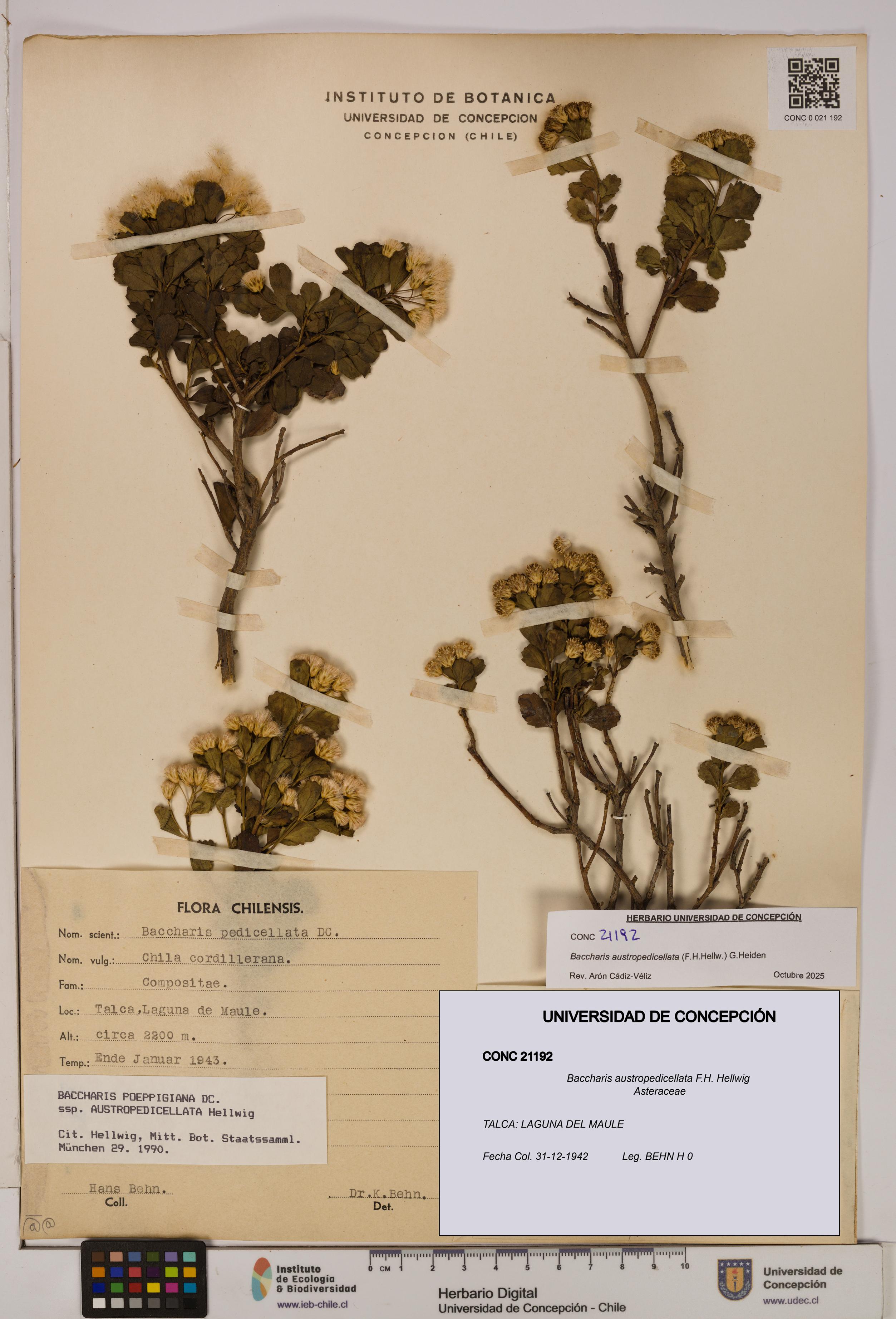 Baccharis austropedicellata [Espécimen: UDEC:CONC:0021192]