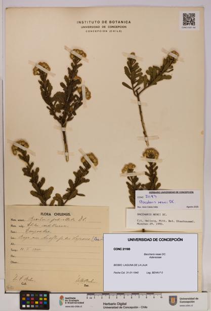 Baccharis neaei [Espécimen: UDEC:CONC:0021193]