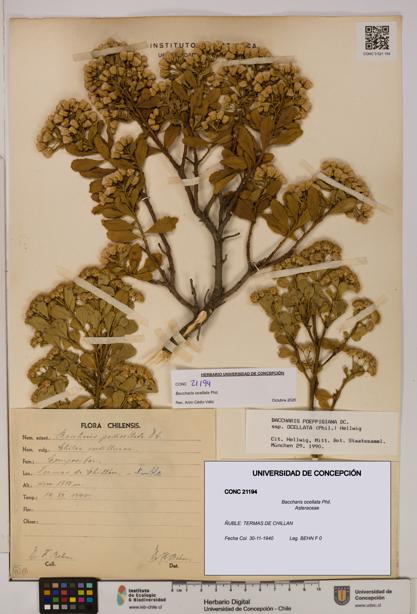 Baccharis ocellata [Espécimen: UDEC:CONC:0021194]