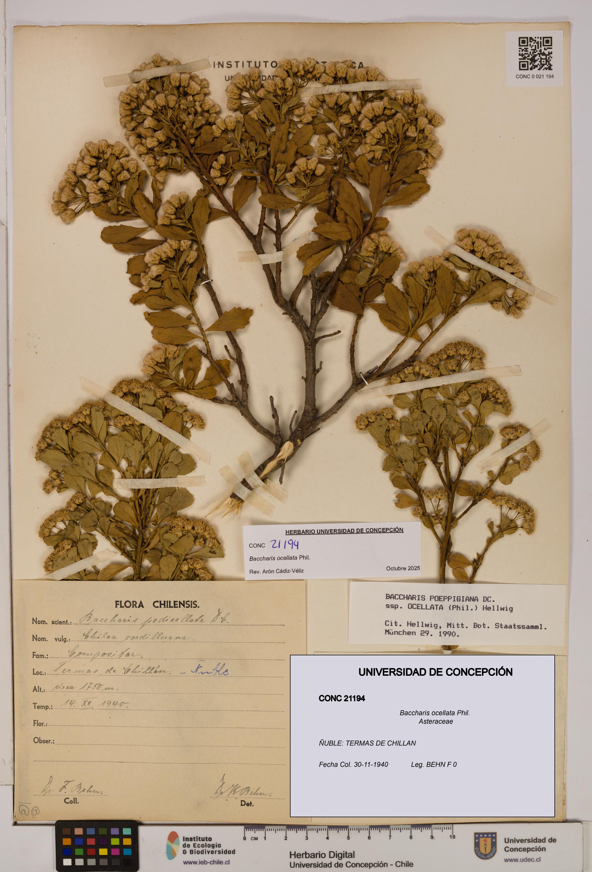 Baccharis ocellata [Espécimen: UDEC:CONC:0021194]
