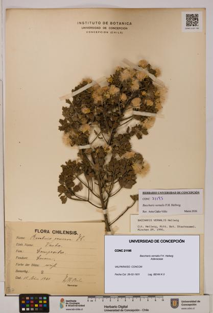 Baccharis vernalis [Espécimen: UDEC:CONC:0021195]