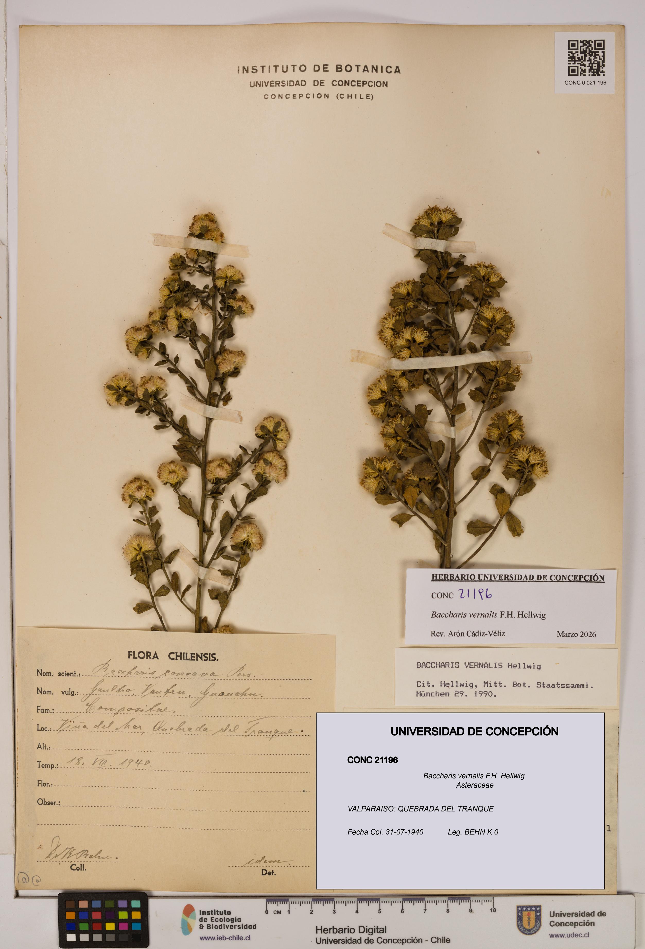Baccharis vernalis [Espécimen: UDEC:CONC:0021196]
