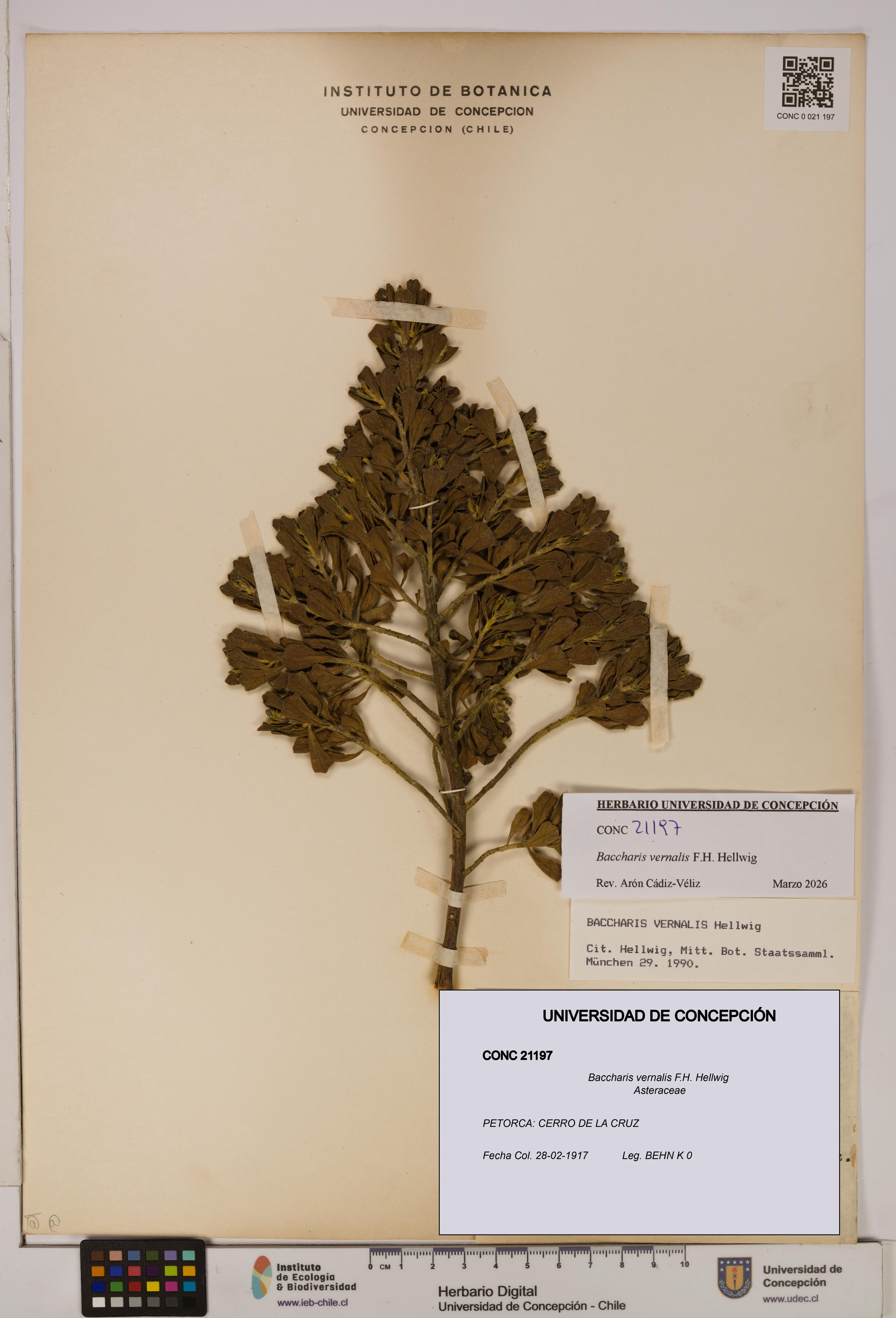 Baccharis vernalis [Espécimen: UDEC:CONC:0021197]