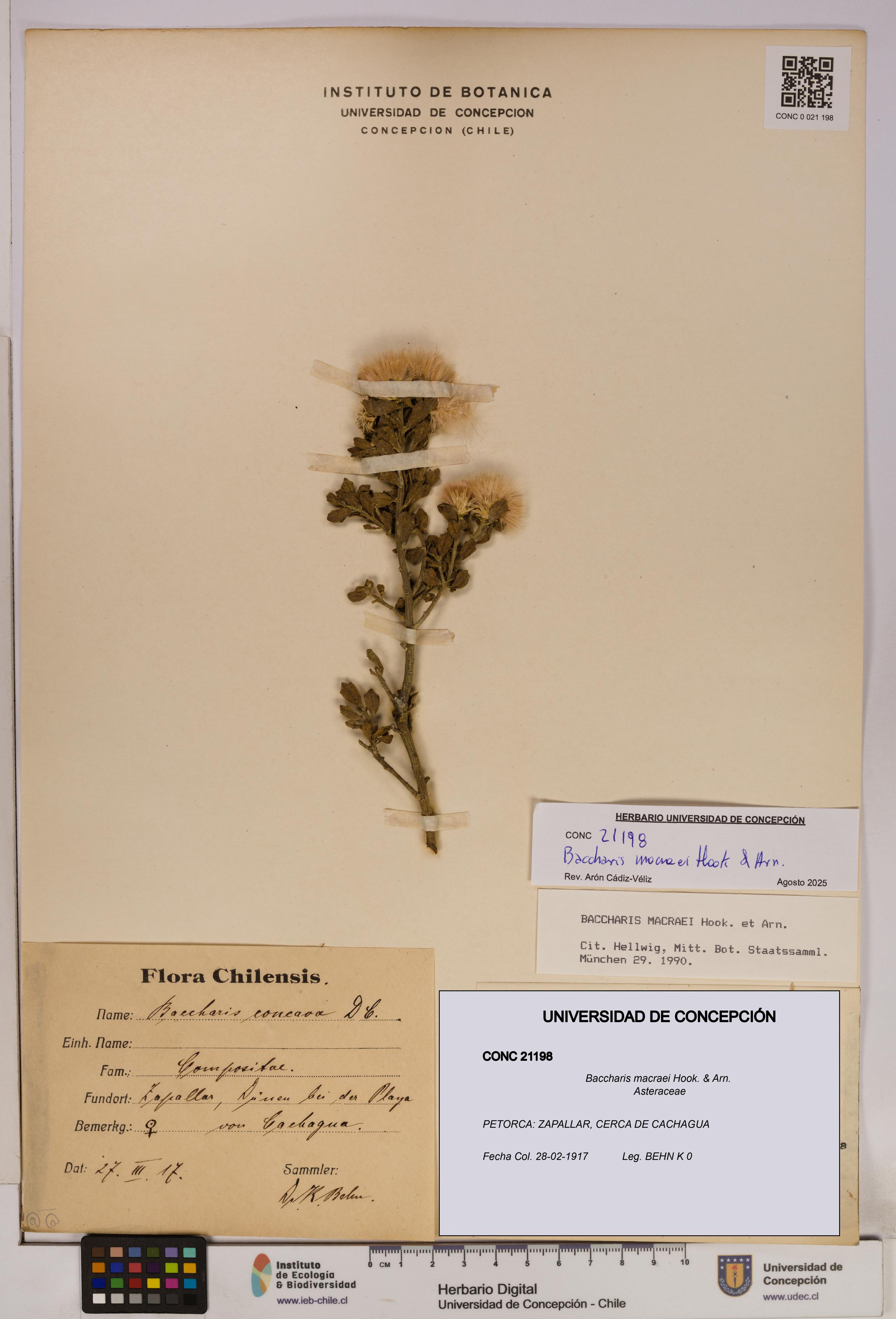 Baccharis macraei [Espécimen: UDEC:CONC:0021198]