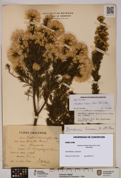 Baccharis linearis [Espécimen: UDEC:CONC:0021199]