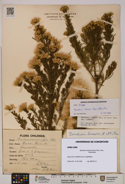 Baccharis linearis [Espécimen: UDEC:CONC:0021200]