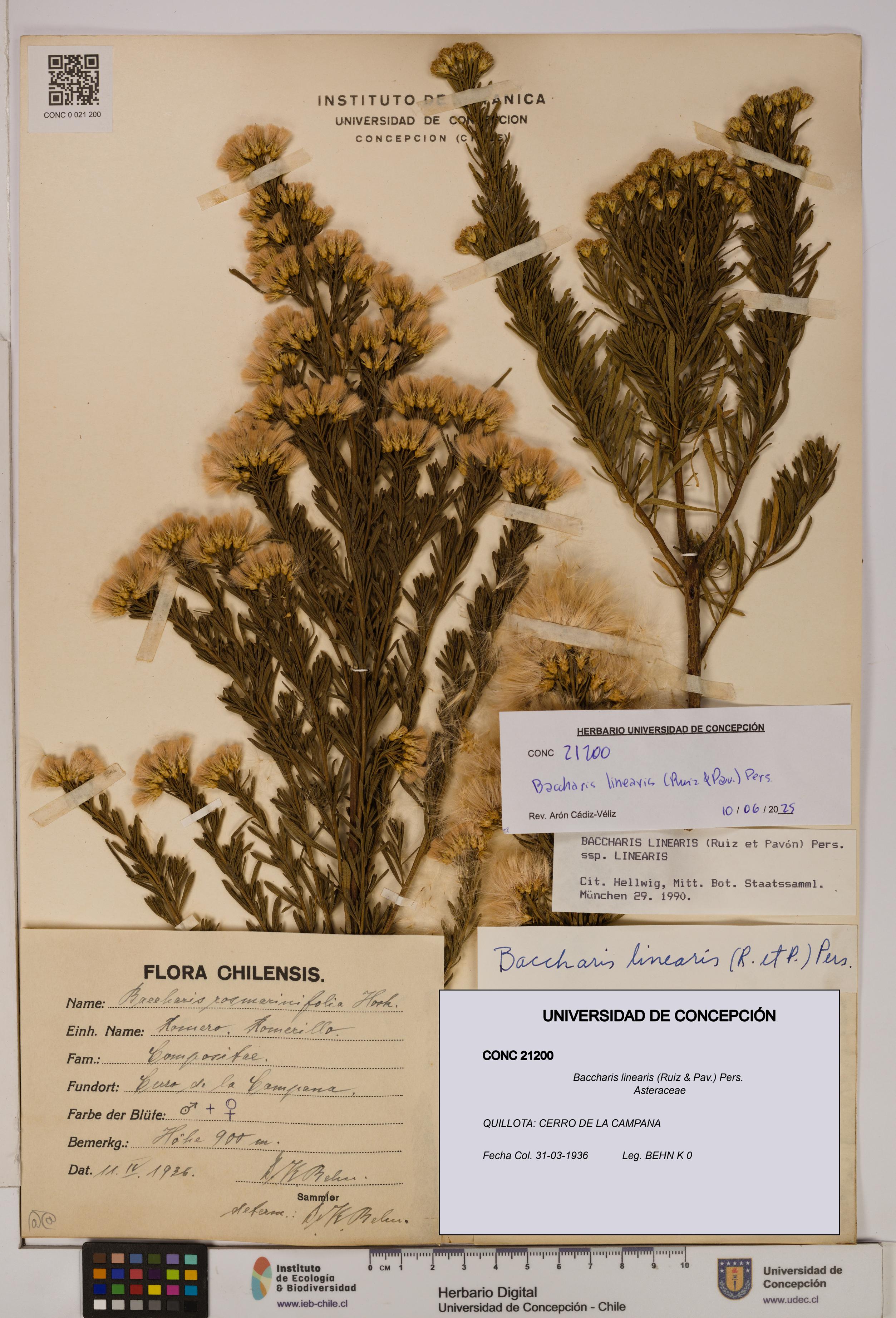Baccharis linearis [Espécimen: UDEC:CONC:0021200]