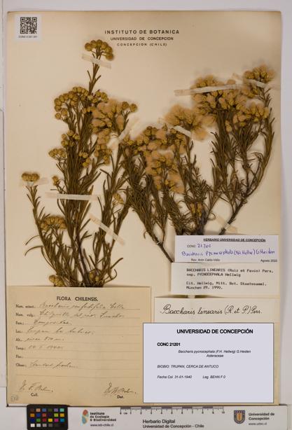 Baccharis pycnocephala [Espécimen: UDEC:CONC:0021201]