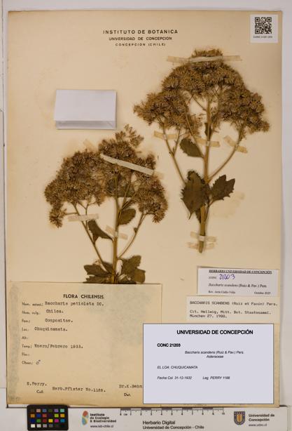 Baccharis scandens [Espécimen: UDEC:CONC:0021203]