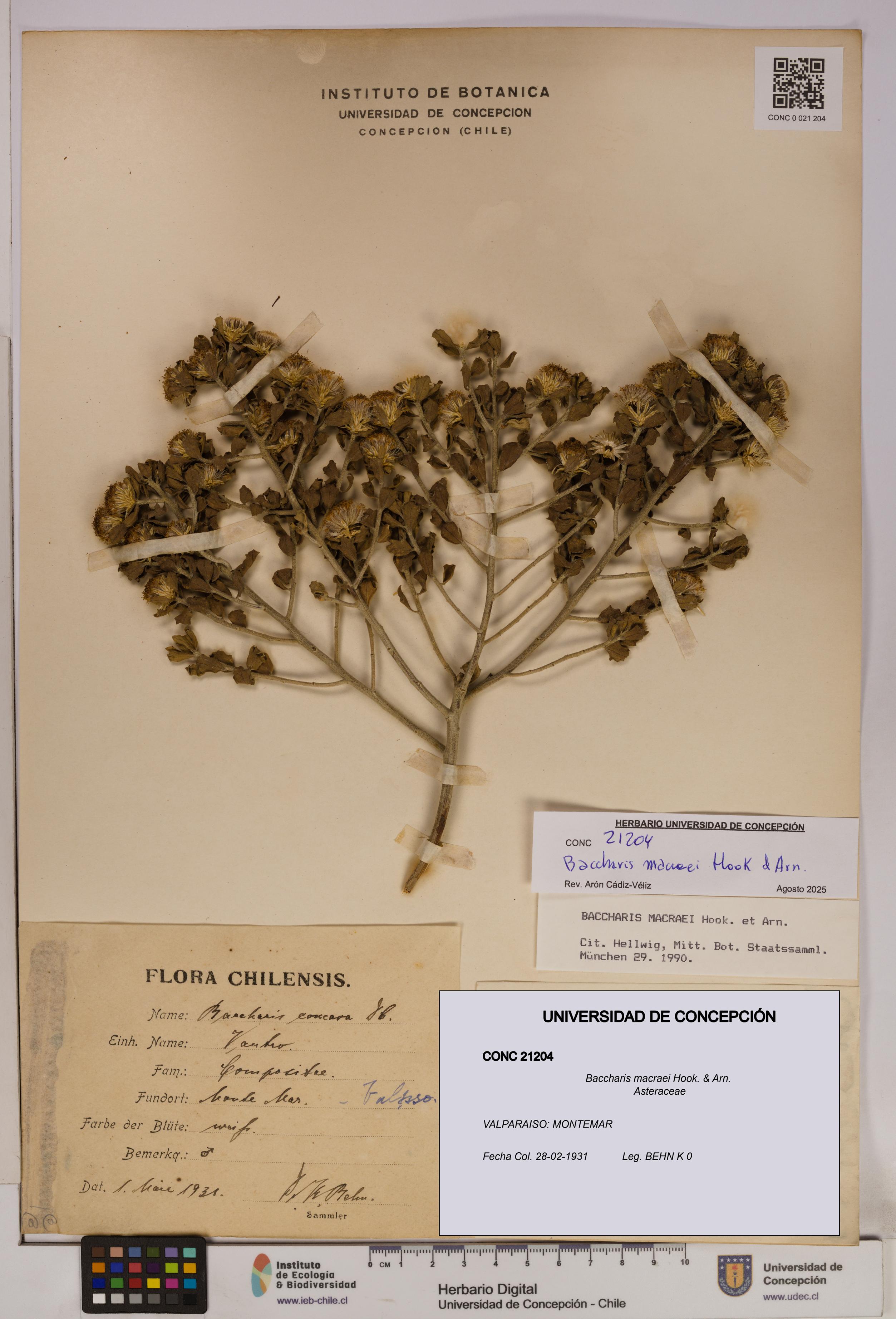 Baccharis macraei [Espécimen: UDEC:CONC:0021204]