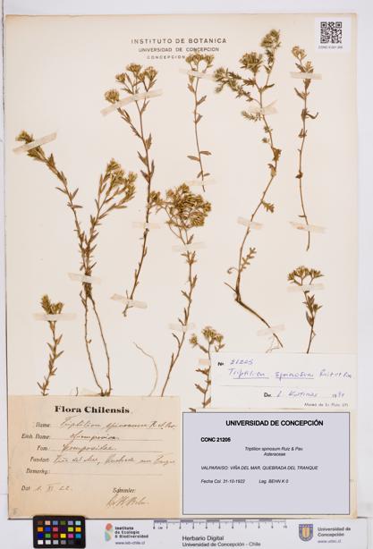 Triptilion spinosum [Espécimen: ]