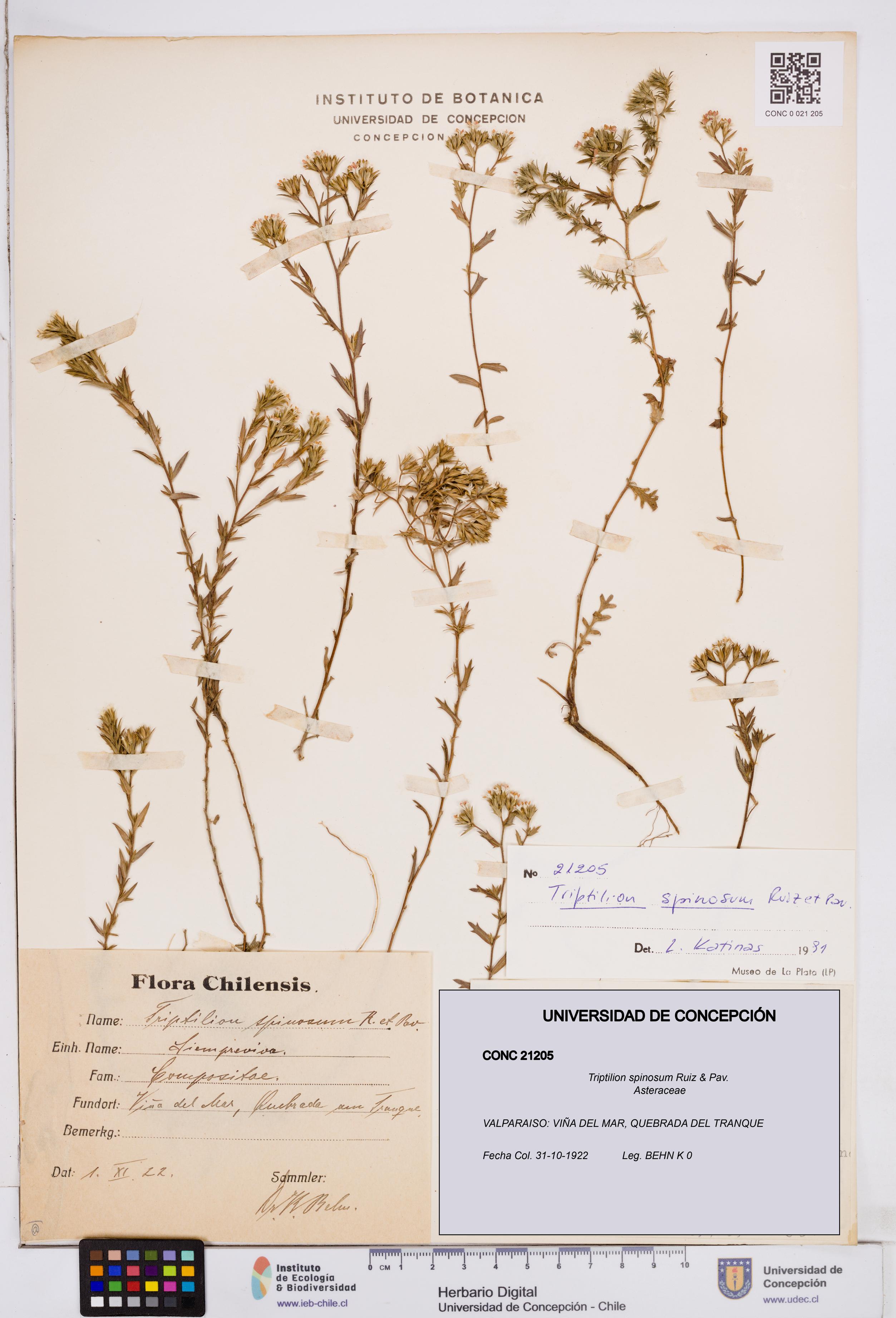 Triptilion spinosum [Espécimen: ]