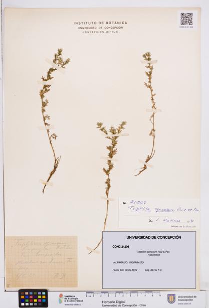 Triptilion spinosum [Espécimen: ]