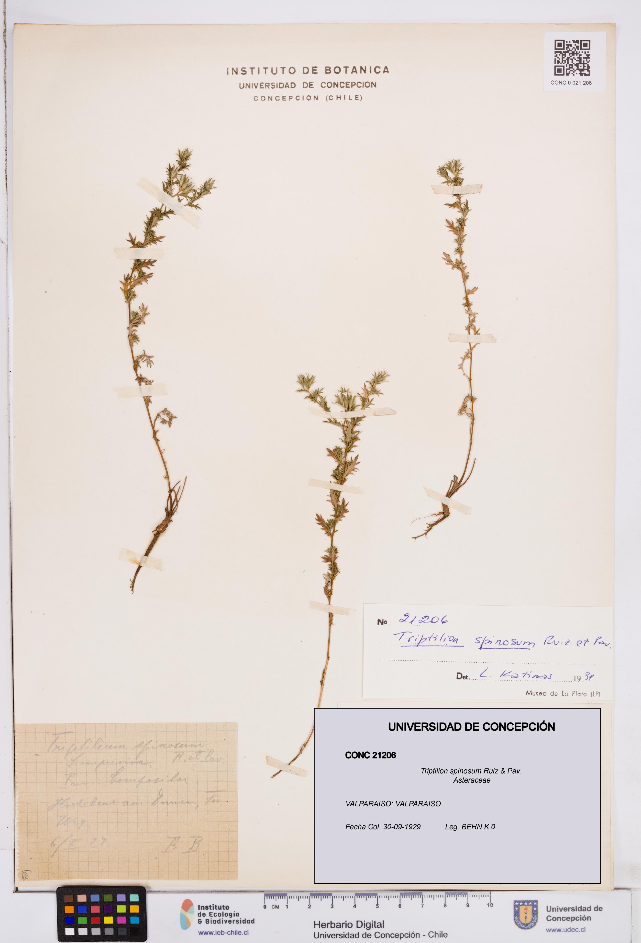 Triptilion spinosum [Espécimen: ]