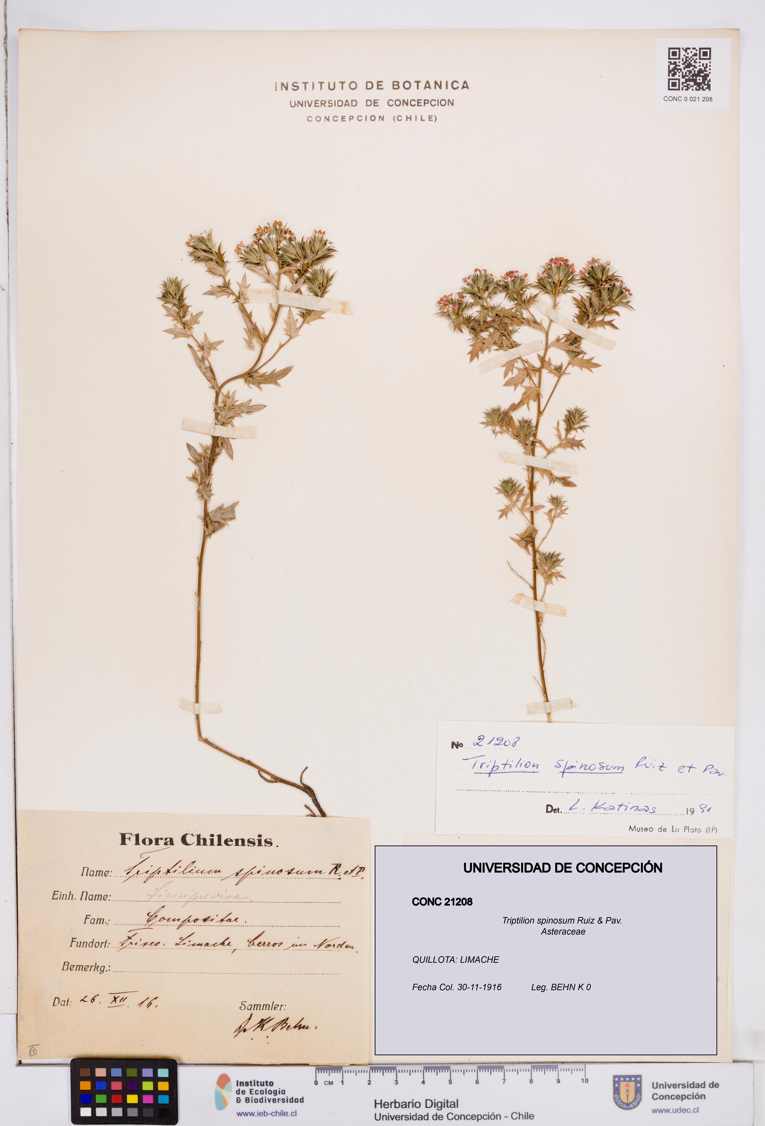 Triptilion spinosum [Espécimen: ]