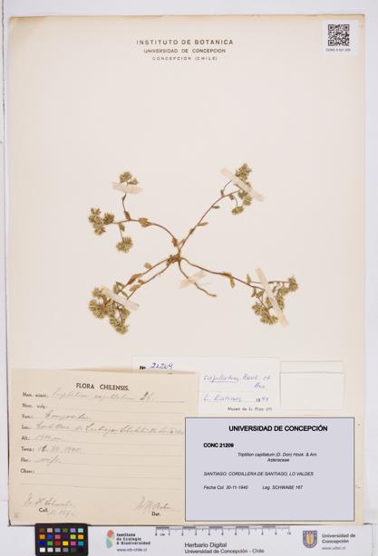 Triptilion capillatum [Espécimen: ]