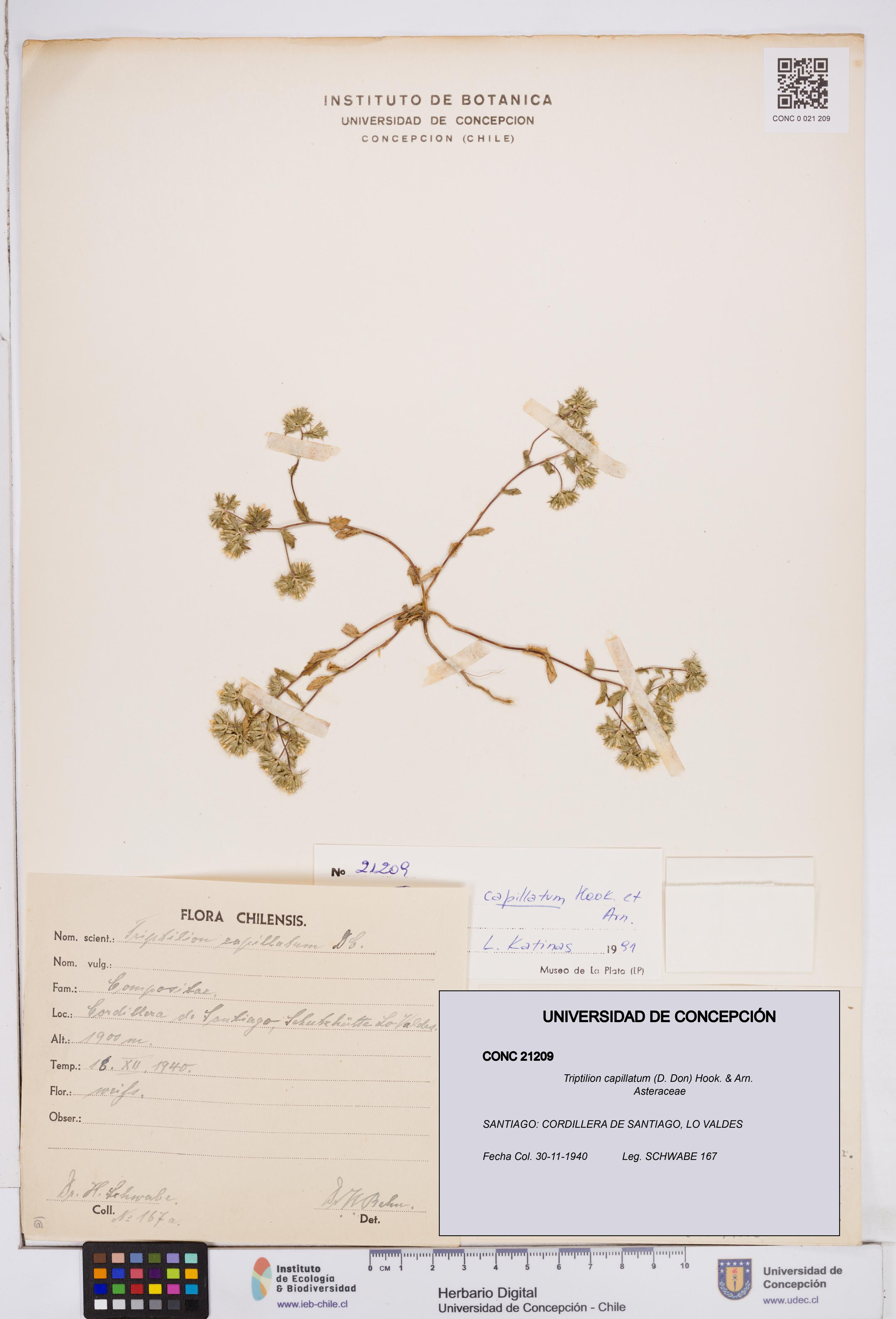 Triptilion capillatum [Espécimen: ]