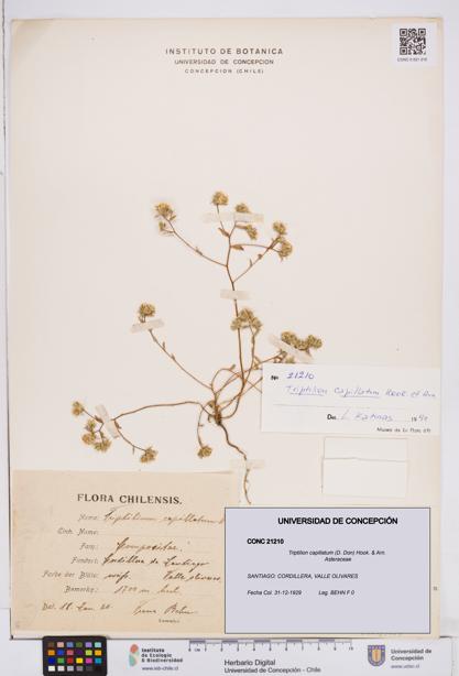 Triptilion capillatum [Espécimen: ]