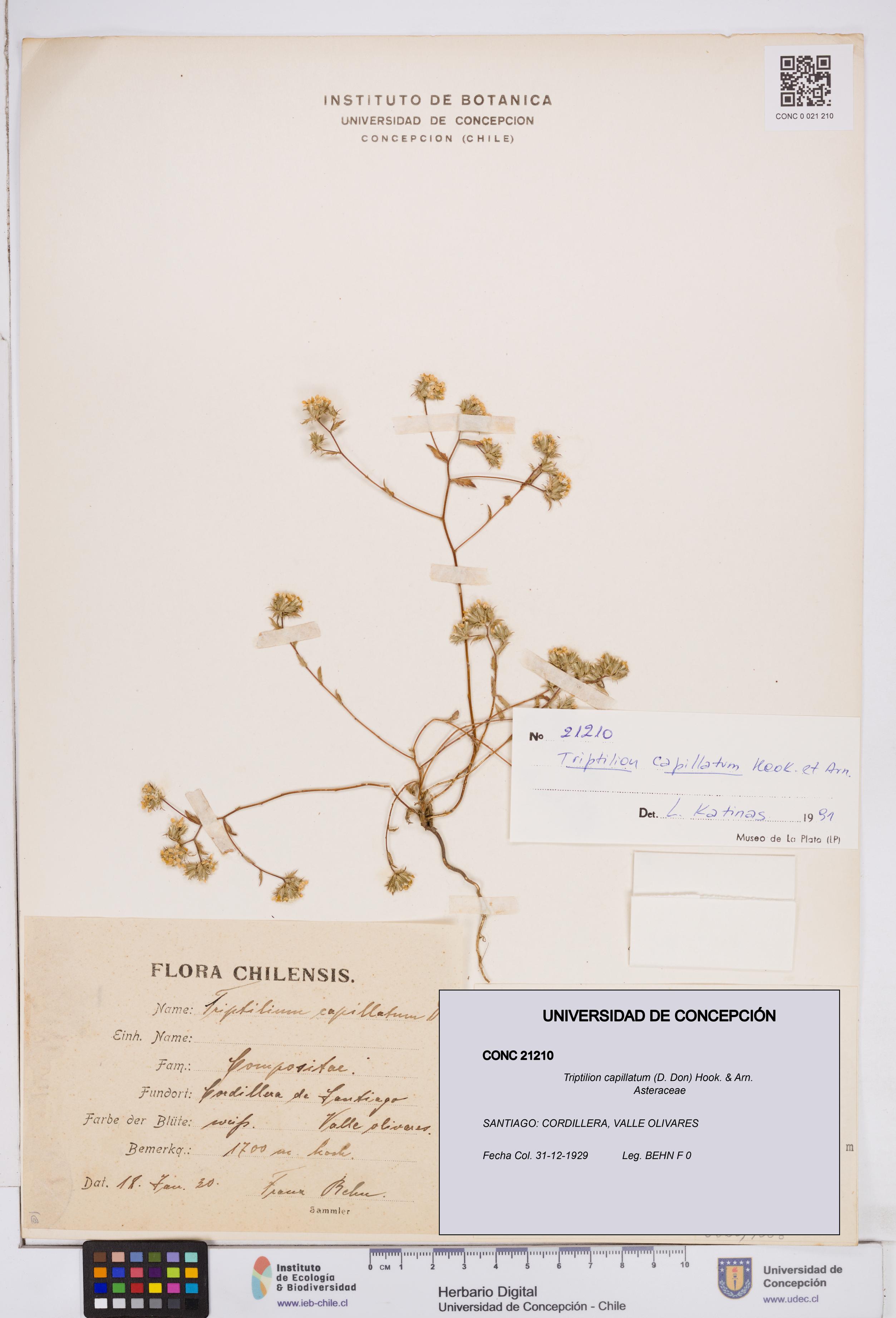 Triptilion capillatum [Espécimen: ]