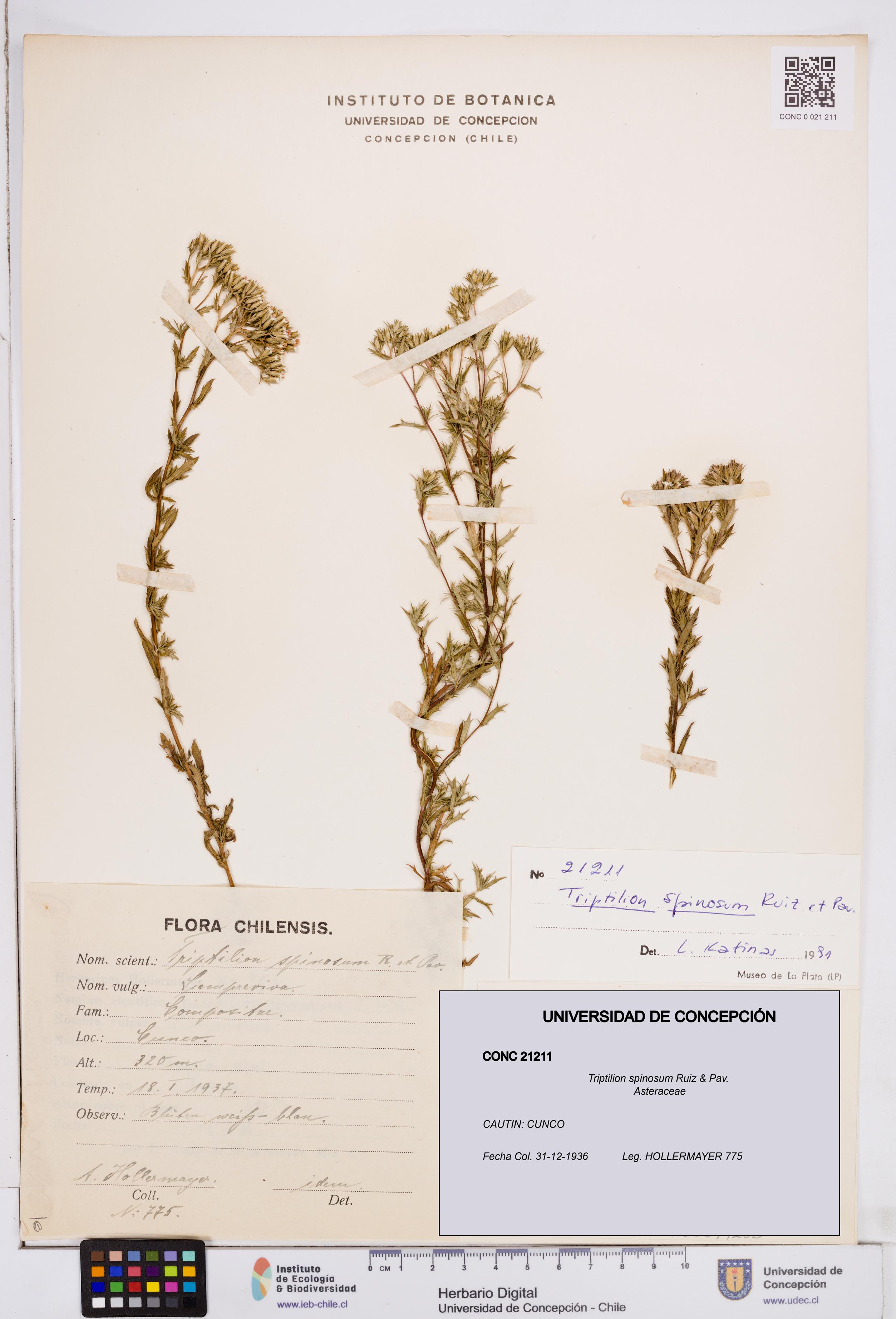 Triptilion spinosum [Espécimen: ]