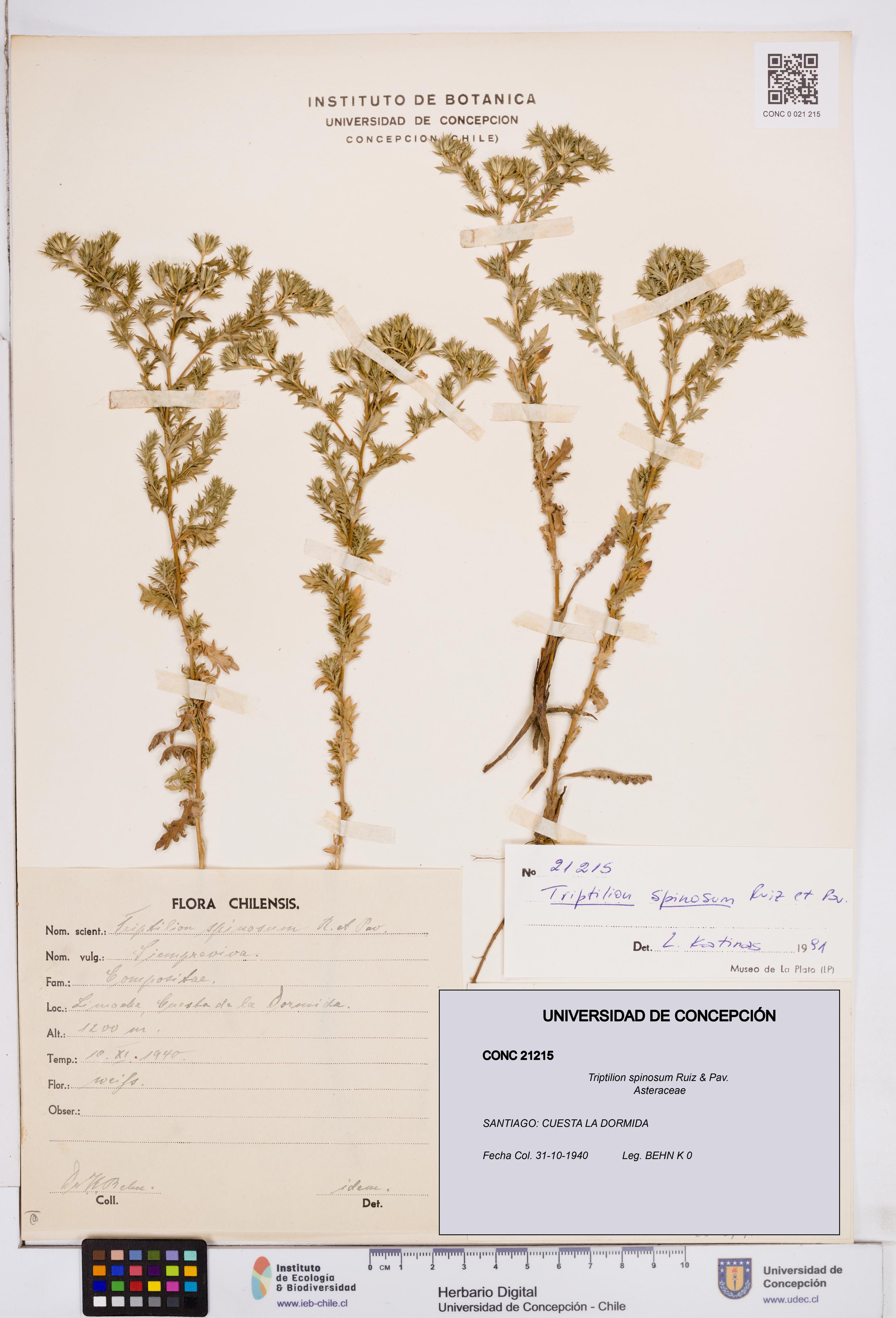 Triptilion spinosum [Espécimen: ]