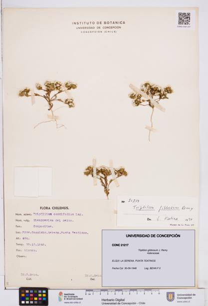 Triptilion gibbosum [Espécimen: ]