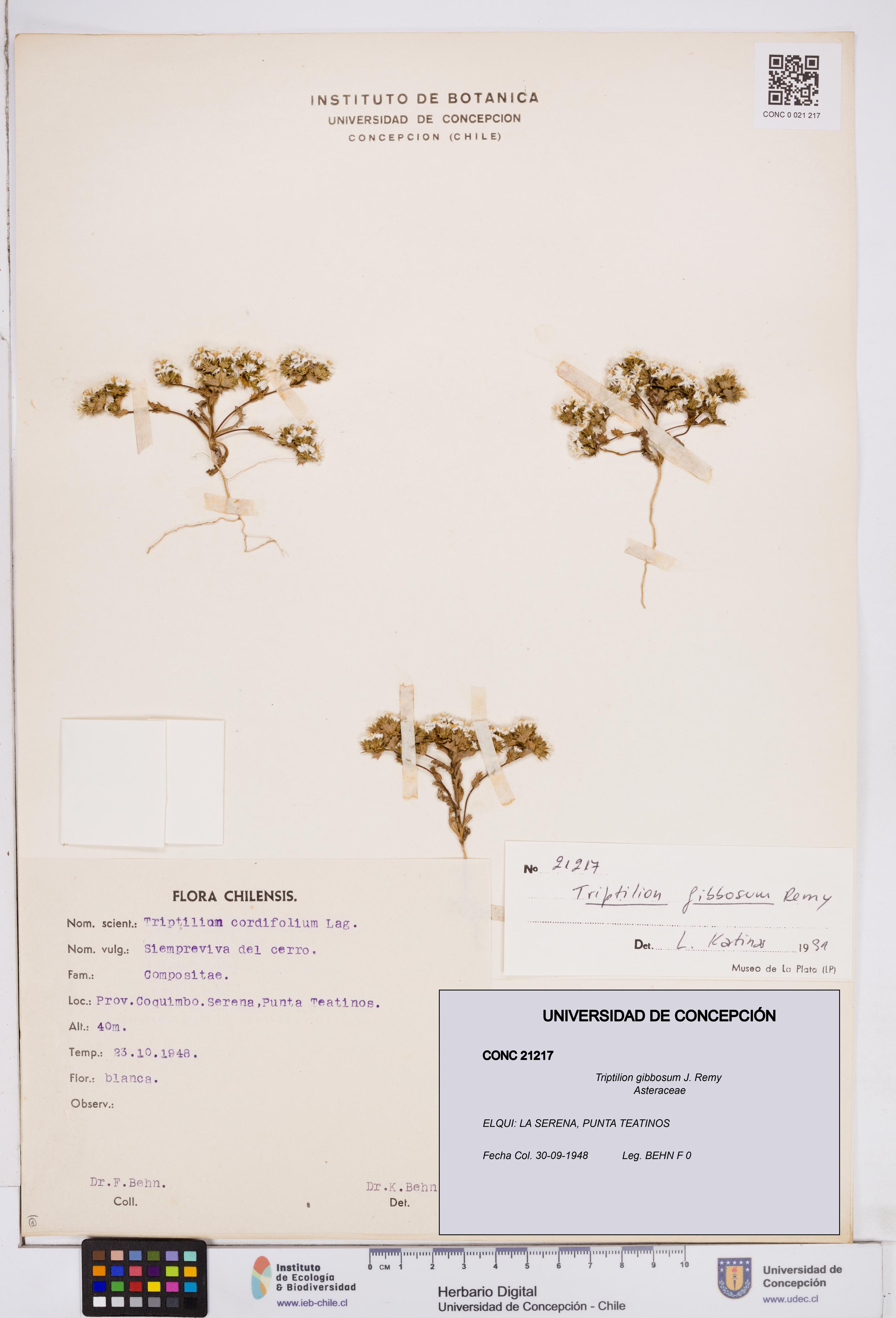 Triptilion gibbosum [Espécimen: ]