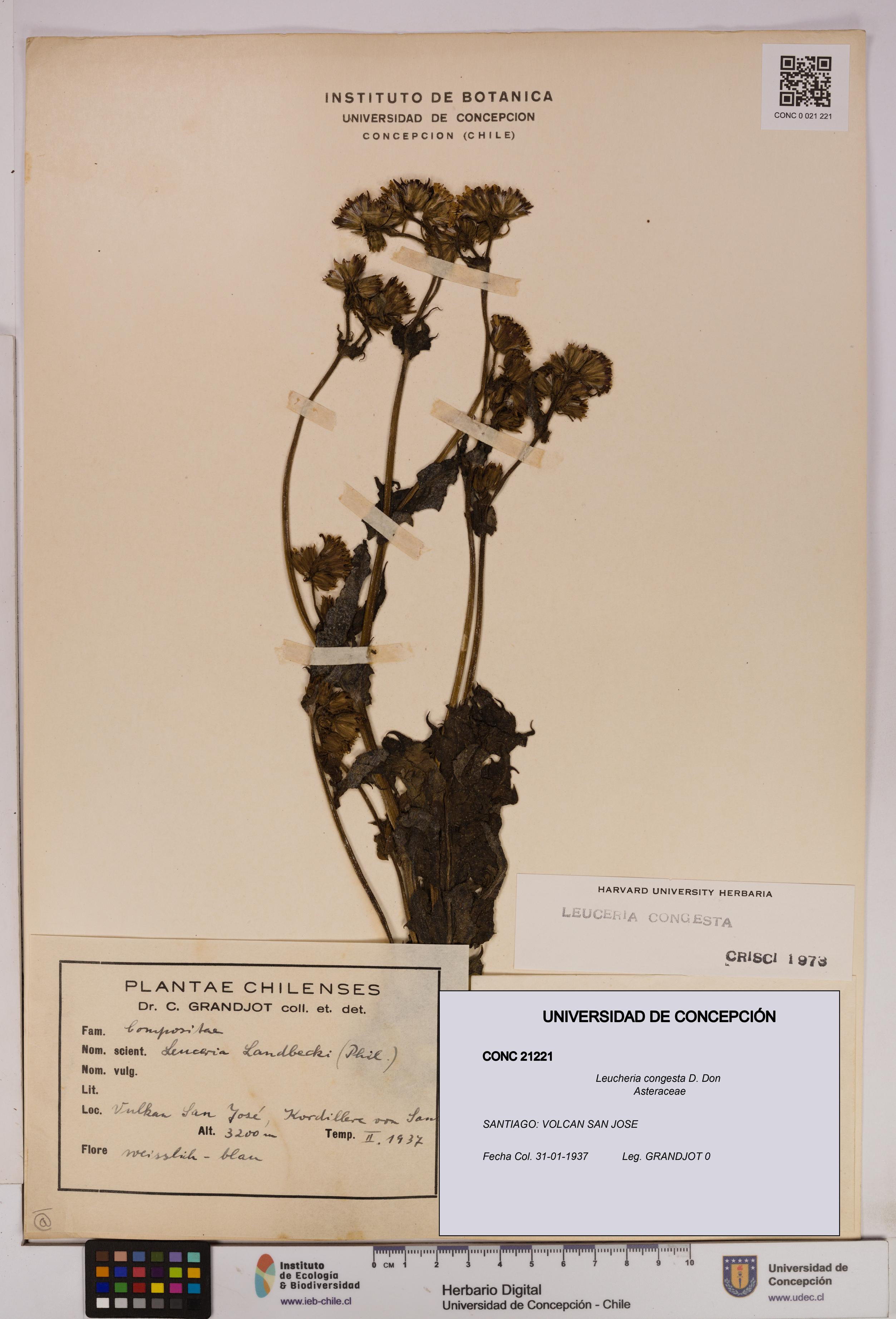Leucheria congesta [Espécimen: UDEC:CONC:0021221]