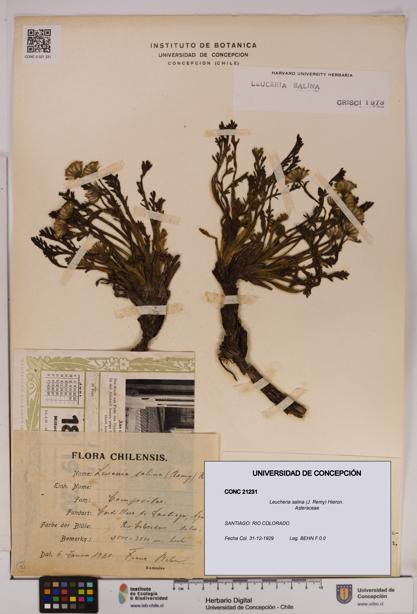 Leucheria salina [Espécimen: UDEC:CONC:0021231]