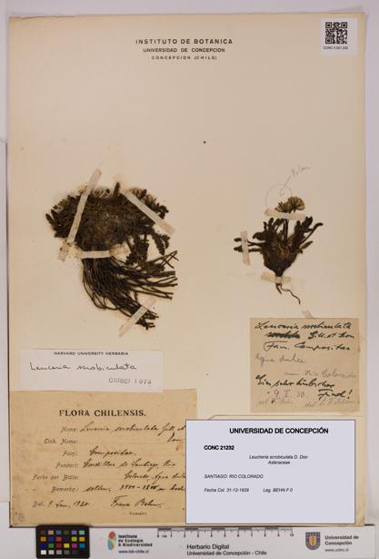 Leucheria scrobiculata [Espécimen: UDEC:CONC:0021232]