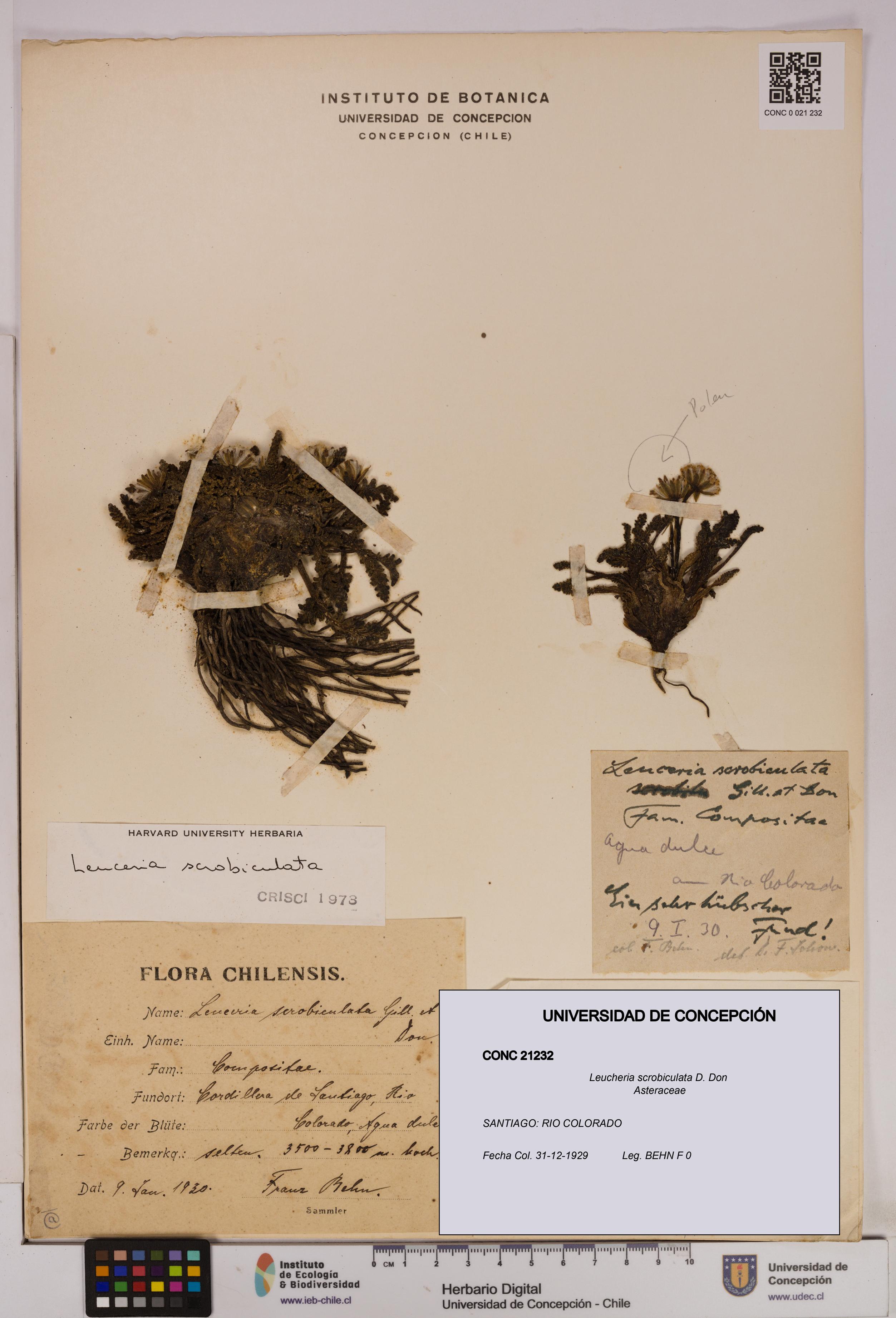 Leucheria scrobiculata [Espécimen: UDEC:CONC:0021232]