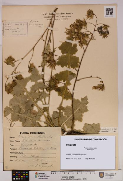 Perezia nutans [Espécimen: UDEC:CONC:0021250]