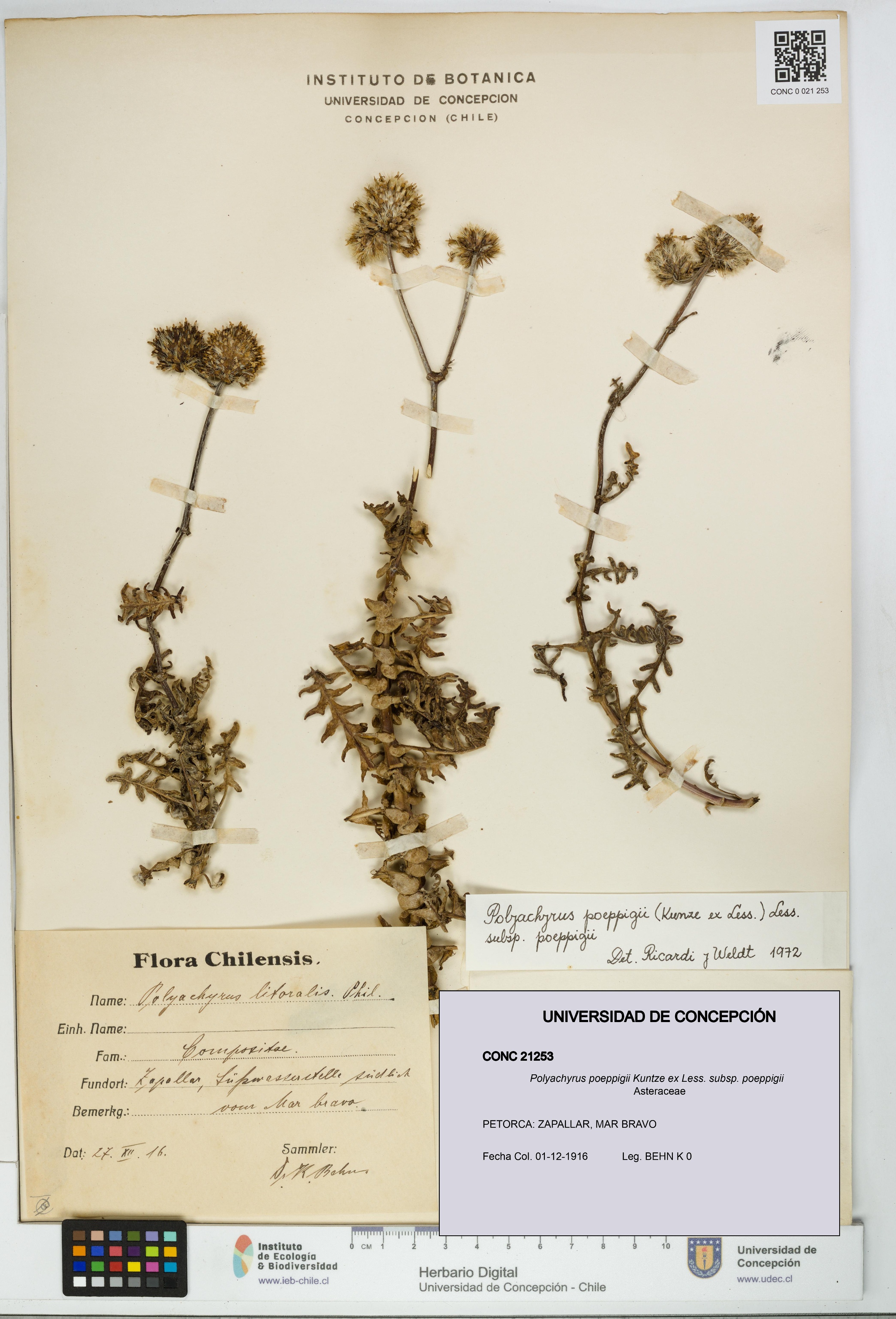 Polyachyrus poeppigii subsp. poeppigii [Espécimen: UDEC:CONC:0021253]