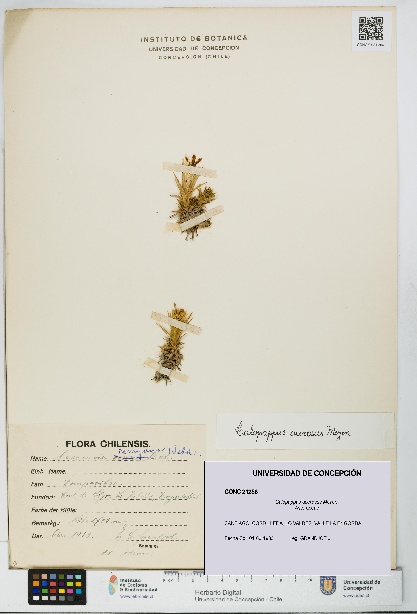 Calopappus acerosus [Espécimen: ]